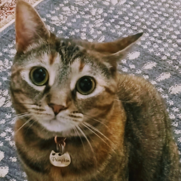 Meet your Posher, Shena - Picture 7 of 8